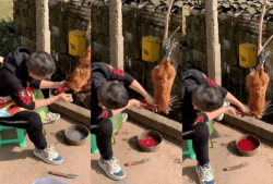 杀鸡视频,高清视频带你直击真实屠宰过程